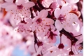 História: &gt;||Flores de sakura||&lt;