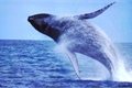 História: Blue whale