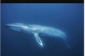 História: Blue whale