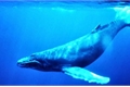 História: N&#227;o m&#227;e, eu n&#227;o jogo baleia azul