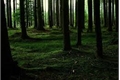 História: The forest - Interativa