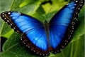 História: As borboletas