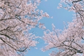 História: Cherry blossoms
