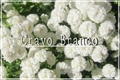 História: Cravo Branco