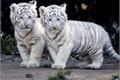 História: Os filhos do tigre
