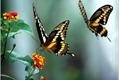 História: Poema sobre borboletas e amores.
