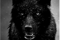 História: The Black Wolf
