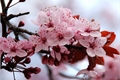 História: Amor de sakura