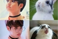 História: My rabbit -Imagine Jungkook