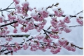 História: Neve na cerejeira