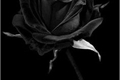 História: The Black Rose
