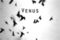 História: Venus
