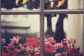 História: A menina que olhava a janela