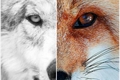 História: A Raposa e o lobo