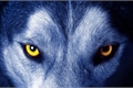 História: I know I&#39;m a Wolf