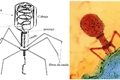 História: O virus SN