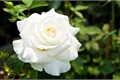 História: Rosas brancas