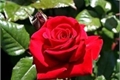 História: Rosas vermelhas