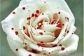 História: A rosa branca