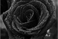História: Rosas negras - Colet&#226;nea de poemas.