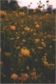 História: Flores - MiTw