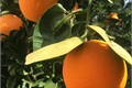 História: Oranges - Clexa One-Shot