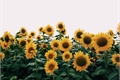 História: 3000 Sunflowers