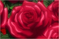 História: A Rosa Mais Bela