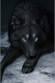 História: My Shadow Wolf(cancelada)