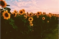 História: Sunflower;