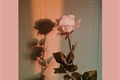 História: A rosa morta e a beleza d&#39;um amor esquecido