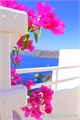 História: Flores de Santorini