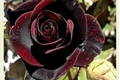 História: Rosa negra