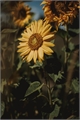 História: Sunflower