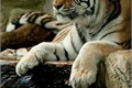 História: Tigres no c&#233;u