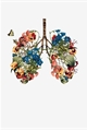 História: The lungs