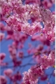 História: P&#233;talas de Sakura (em andamento)