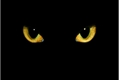 História: Cinco pares de olhos dourados - ABO yaoi