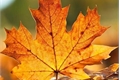 História: Folhas de Outono