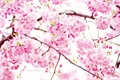 História: Cherry Blossom...