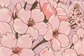 História: Flor de Sakura - Sakuhina