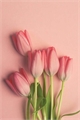 História: Tulipa rosa (Imagine Jung Hoseok, gay) - FANBOY