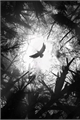 História: O voo dos corvos