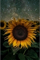História: The Sunflowers - Ondreaz Lopez