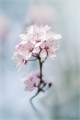 História: Bela Como Uma Flor De Cerejeira