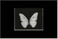 História: .butterfly
