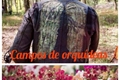 História: Campos de orqu&#237;deas