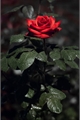 História: Da morte, a rosa