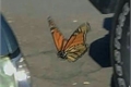 História: .hey, a butterfly - Reddie