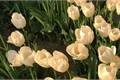 História: Tulips - Soukoku AU